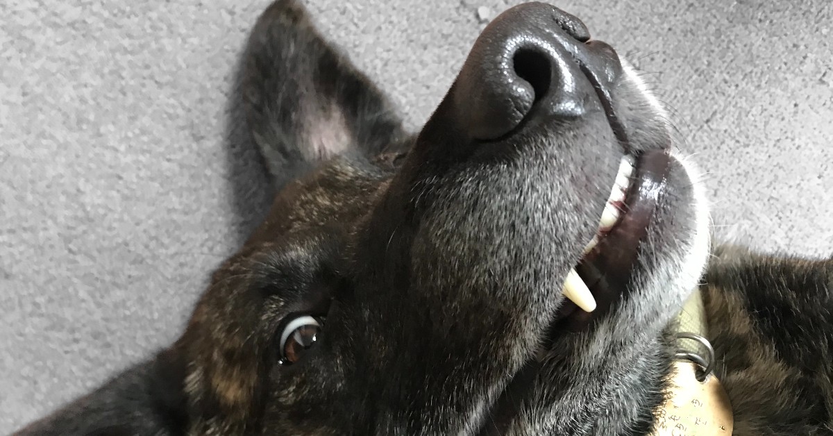 Why the dogs?... The story behind The Dogs BolloX