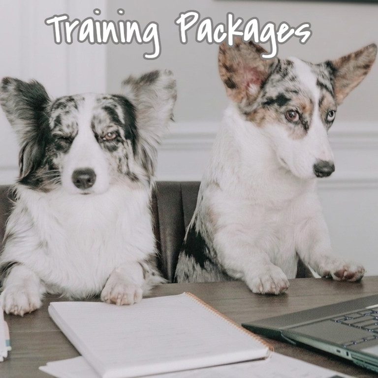 Unleash your bookkeeping and software skills with our training. Two merle corgi dogs at a desk with a notebook and laptop doing bookkeeping and software training.