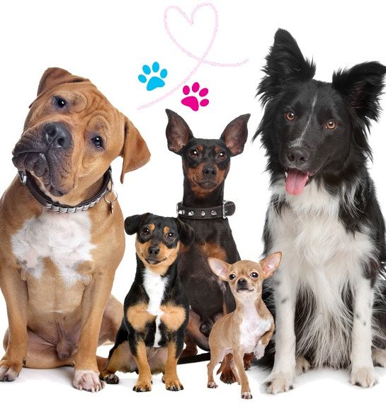 Five dogs of different breeds sitting together, with colourful paw prints and a heart above.
